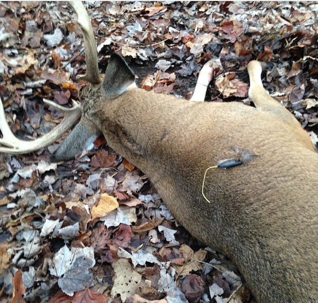 Wounded deer found using the Pro-Tracker system.