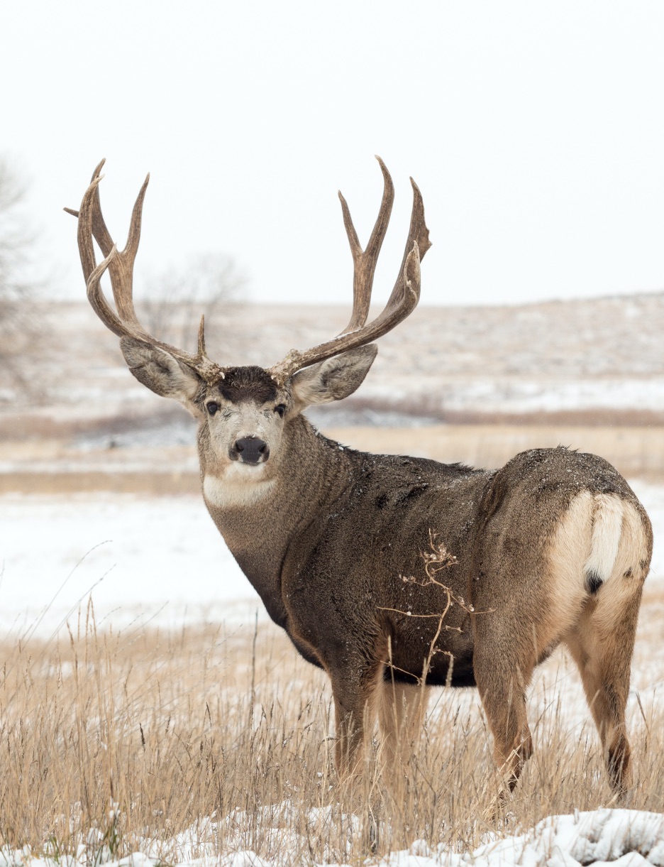 Tips to Take Home That Muley! - Pro-Tracker Archery
